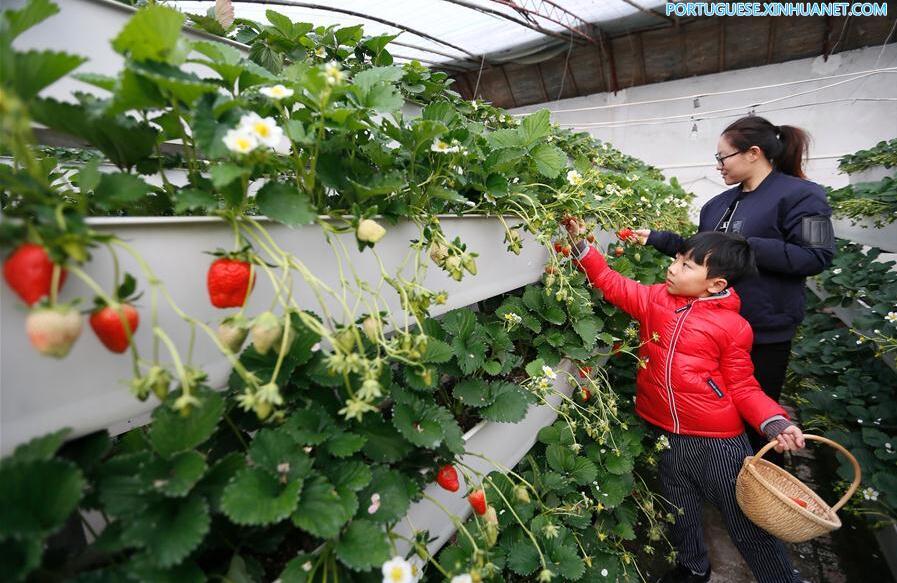 Novo método de cultivo de morangos em Shandong aumenta eficiência no uso da terra