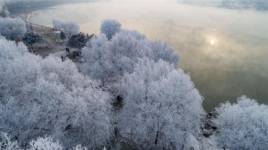 Árvores cobertas de geada nas margens do rio Songhuajiang em Jilin