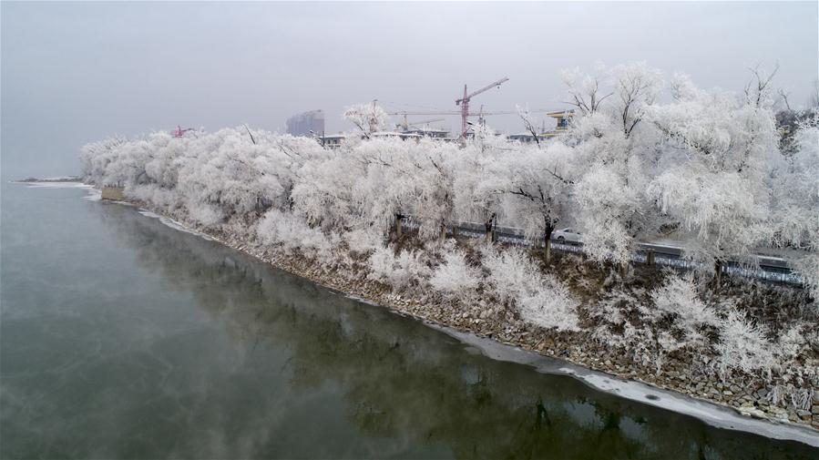 Árvores cobertas de geada nas margens do rio Songhuajiang em Jilin