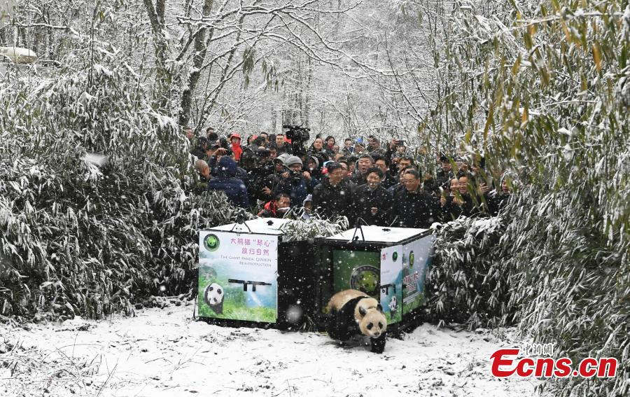 China libera duas pandas gigantes na natureza