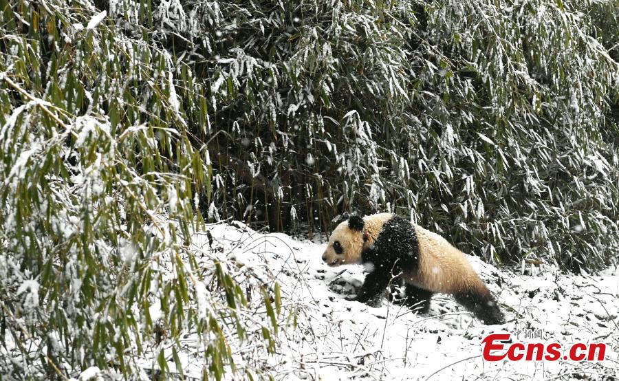China libera duas pandas gigantes na natureza