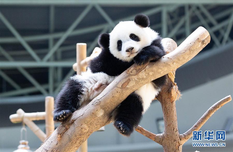 Galeria: 2ª panda gigante nascida na Malásia celebra aniversário