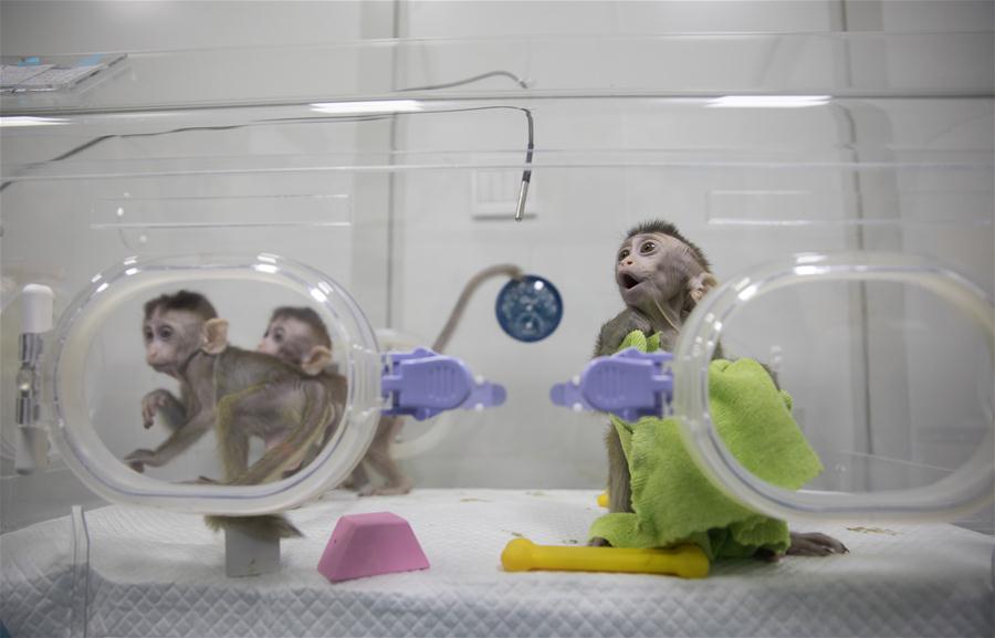 Macacos clonados abrem caminho à compreensão dos distúrbios circadianos