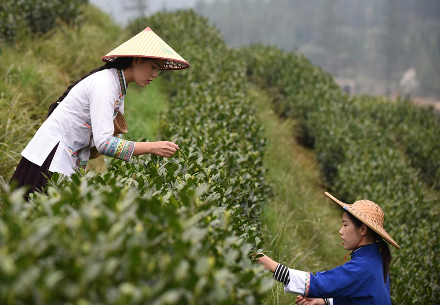 Galeria:Temporada de colheita de chá começa na China