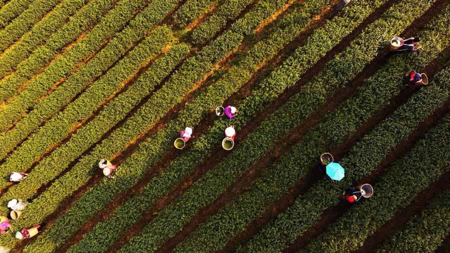 Galeria:Temporada de colheita de chá começa na China