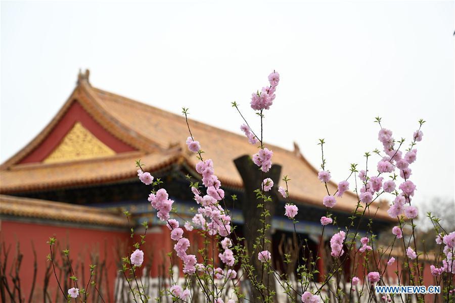 Galeria:Flores florescem no Museu do Palácio em Pequim, China