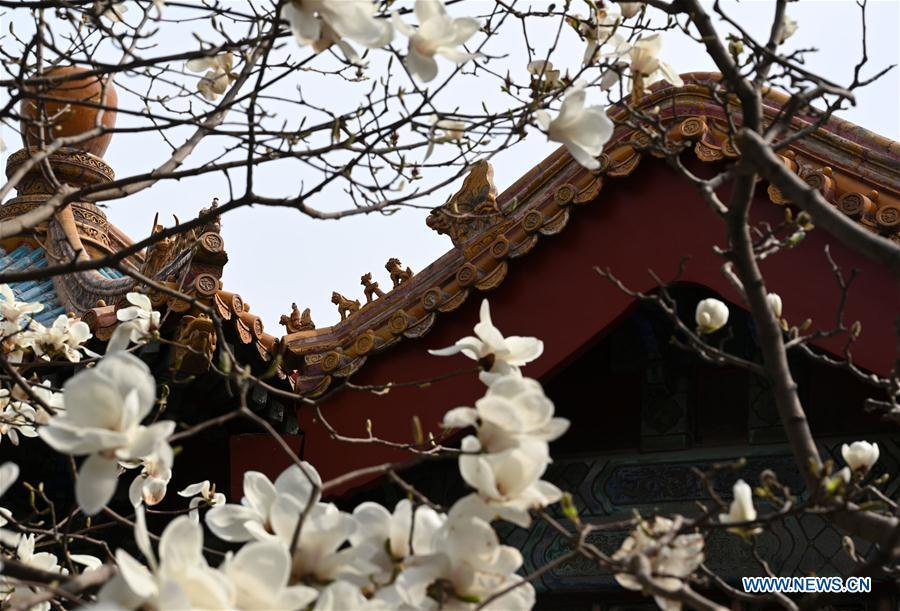 Galeria:Flores florescem no Museu do Palácio em Pequim, China