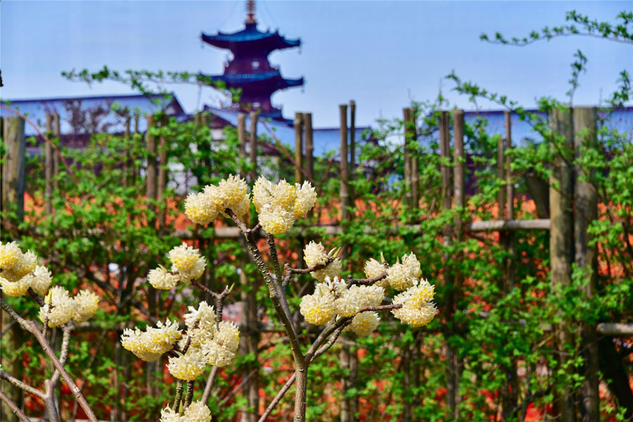Wuxi:A paisagem deslumbrante de Nianhuawan