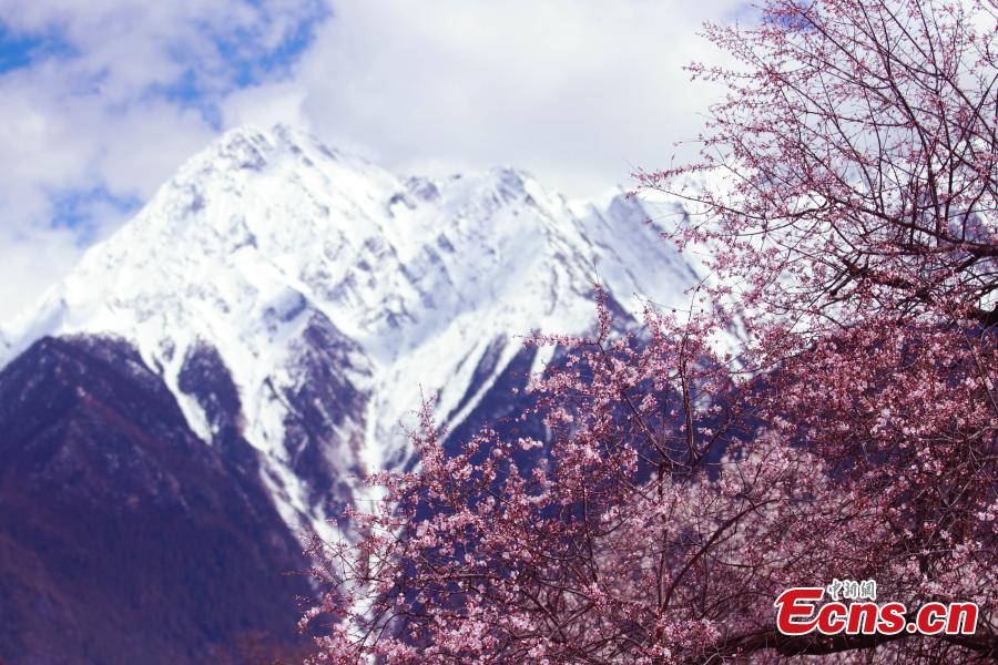 Um mar de flores: o vale da flor de pêssego em Tibete