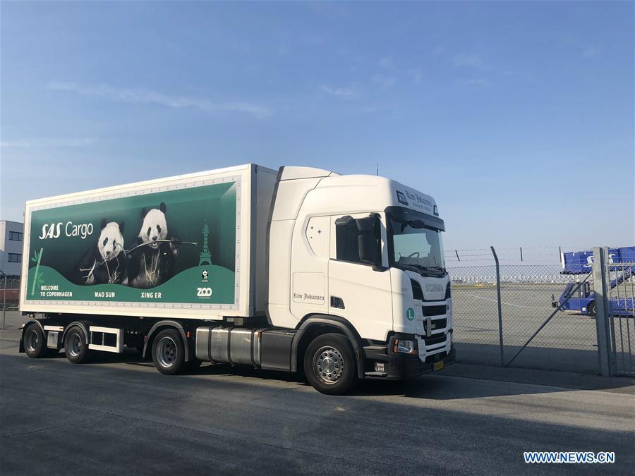 Pandas gigantes da China chegam a Copenhague para pesquisas colaborativas