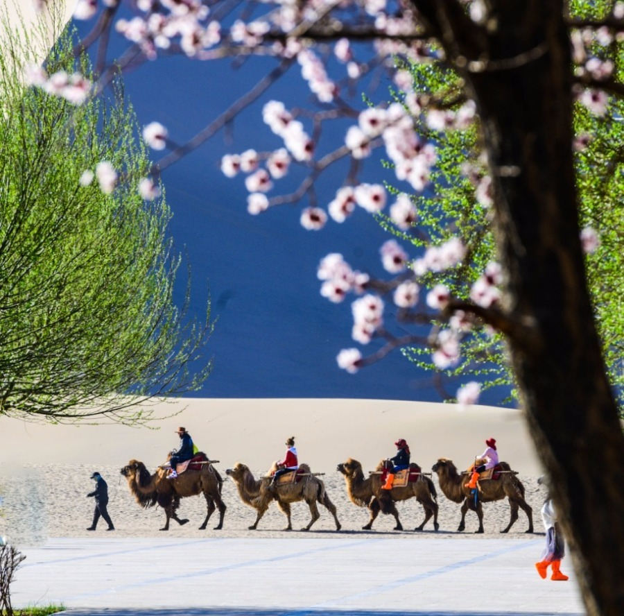 Galeria: Flores de damasco implusionam turismo no noroeste da China