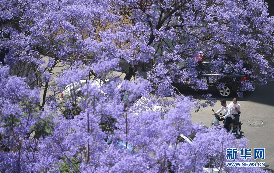 Galeria: Cidade de Kunming recebe temporada de flores