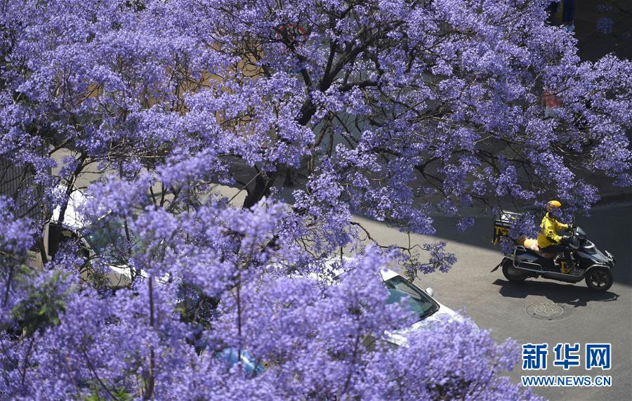 Galeria: Cidade de Kunming recebe temporada de flores