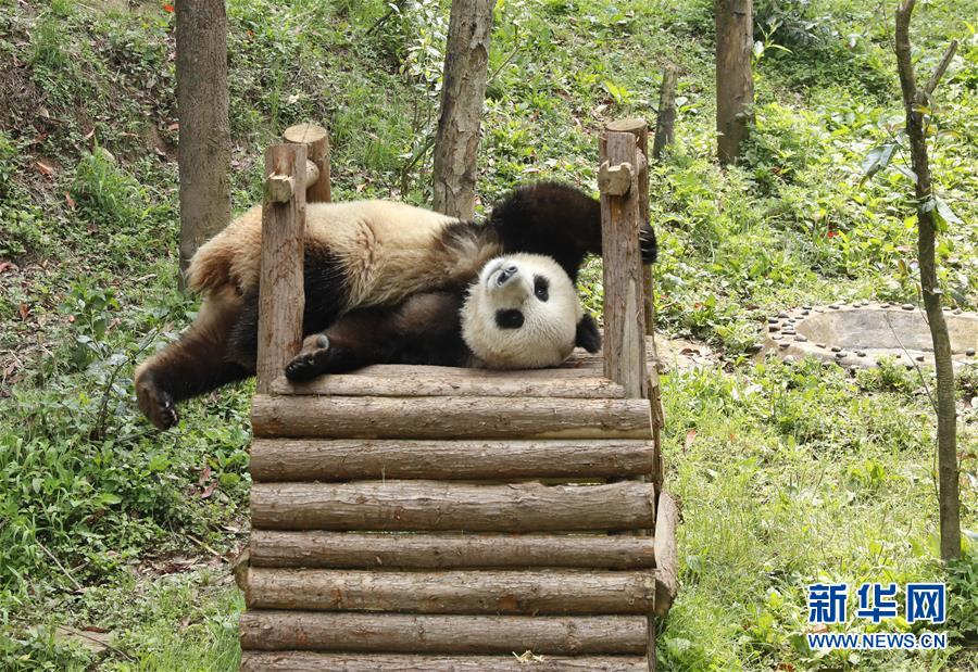 Galeria: Casal de pandas vai à Rússia para projeto de pesquisa