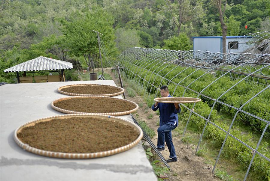 Galeria:Plantação de chá tira aldeões da pobreza em Hebei