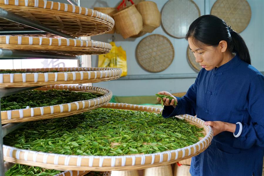 Galeria:Plantação de chá tira aldeões da pobreza em Hebei