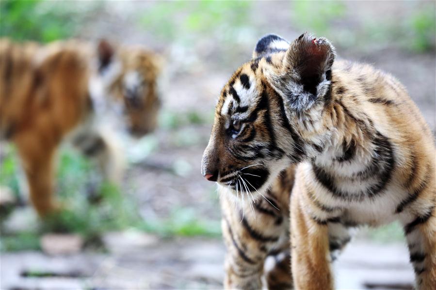 Seis filhotes de tigres do sul da China se encontrarão com o público em Henan