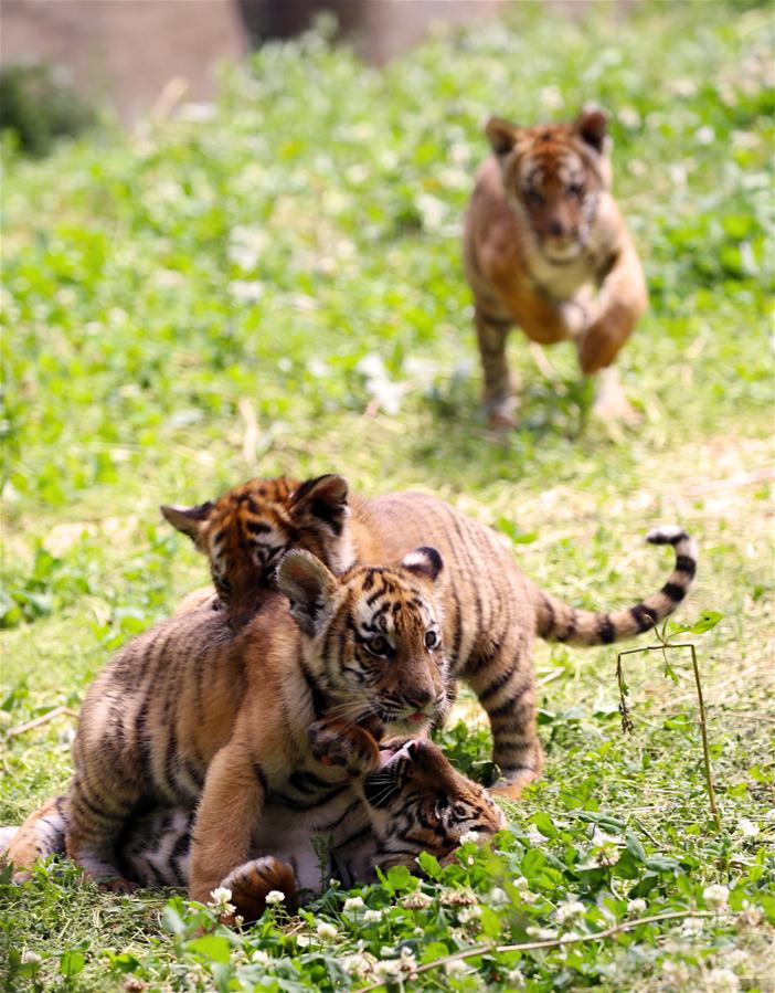 Seis filhotes de tigres do sul da China se encontrarão com o público em Henan