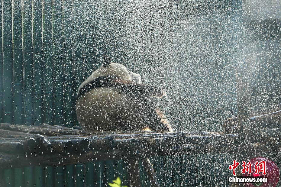 Galeria: Panda gigante refresca-se com chuveirada em Beijing