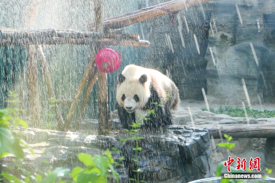 Galeria: Panda gigante refresca-se com chuveirada em Beijing