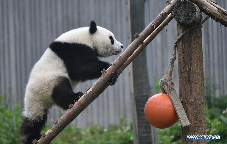 Galeria: Pandas bebês no 