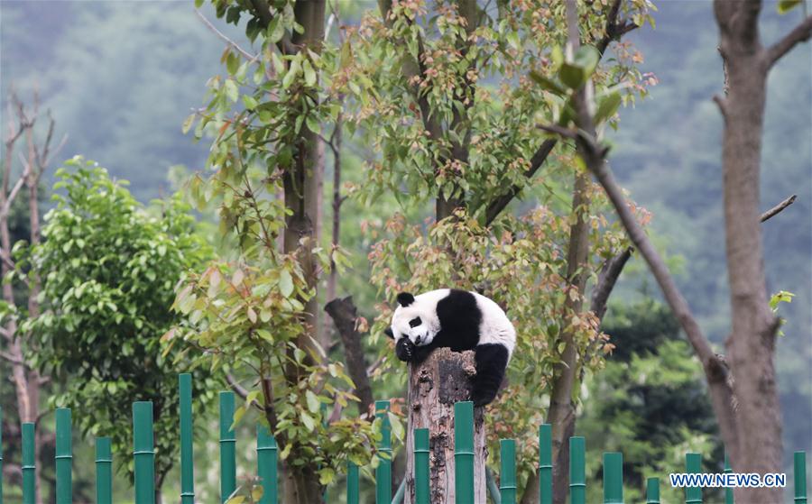 Galeria: Pandas bebês no 