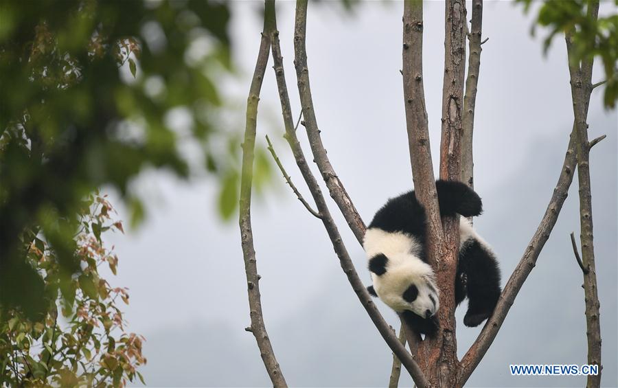 Galeria: Pandas bebês no 