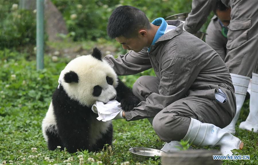 Galeria: Pandas bebês no 