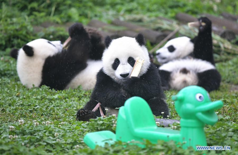 Galeria: Pandas bebês no 