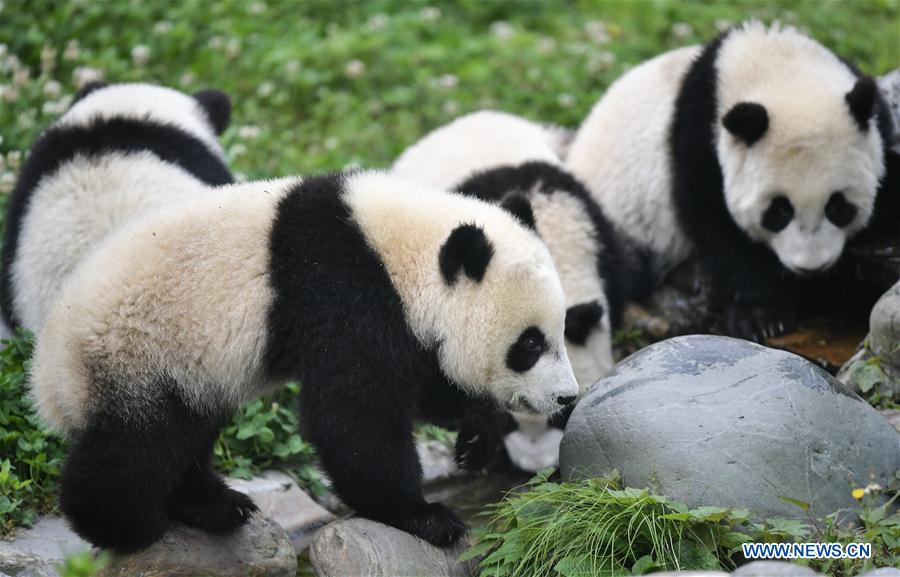 Galeria: Pandas bebês no 