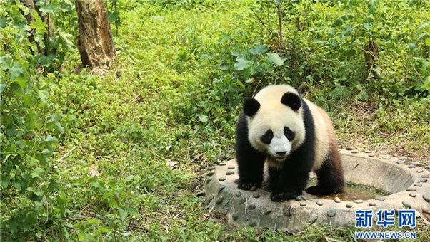 [Vídeo] Pandas gigantes da China são apresentados ao público em Moscou