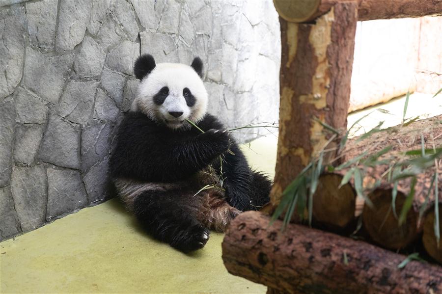 Zoológico de Moscou acolhe pandas-gigantes da China