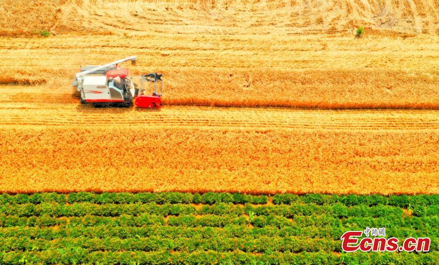 Galeria:Temporada de colheita de trigo arranca na província de Anhui