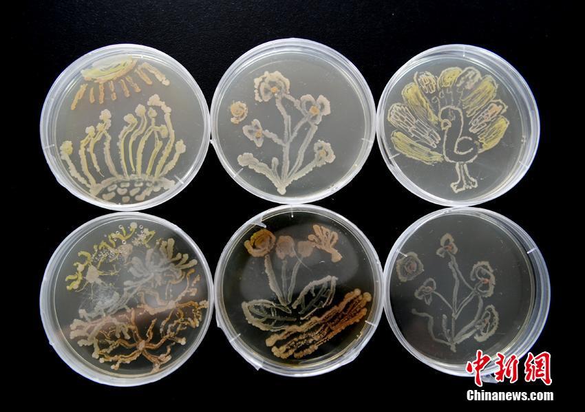 Estudantes de Changchun fazem “pinturas com bactérias”