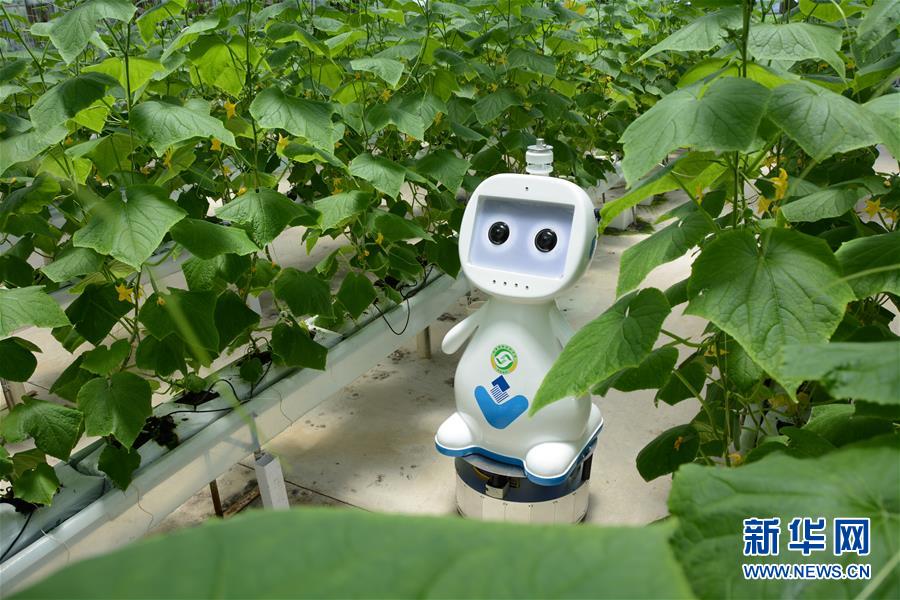 Fujian testa robô agrícola