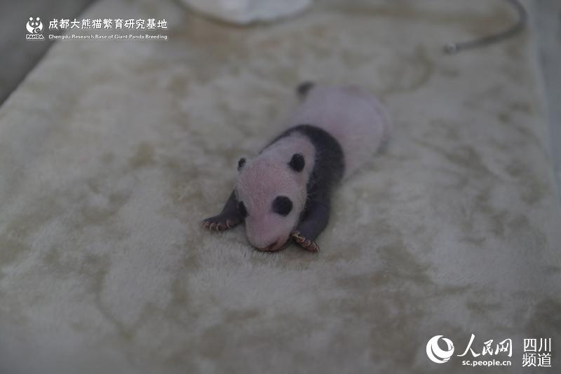 Cria de panda com menos peso considerada livre de perigo por veterinários