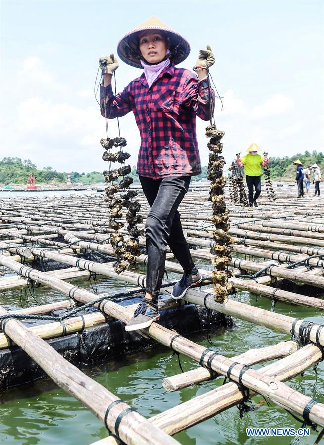 Qinzhou: Aquicultores iniciam época de recolha de ostras