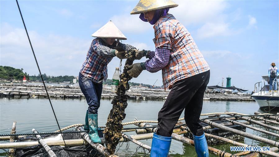 Qinzhou: Aquicultores iniciam época de recolha de ostras