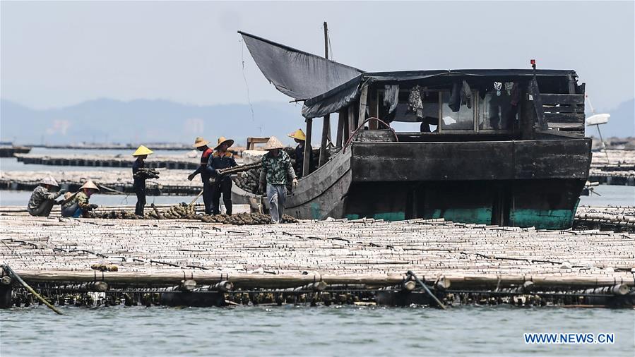 Qinzhou: Aquicultores iniciam época de recolha de ostras