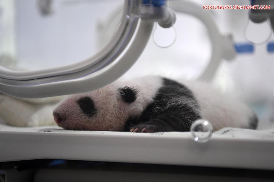Dois pares de pandas gêmeos chegam Chongqing a um mês