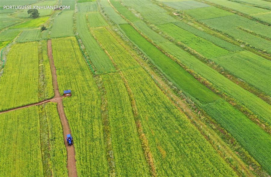 Complexo rural que combina agricultura com pesquisa científica e turismo é inaugurado em Hebei, norte da China
