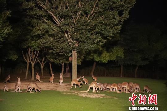 Shanghai: aberto ao público parque noturno de vida selvagem