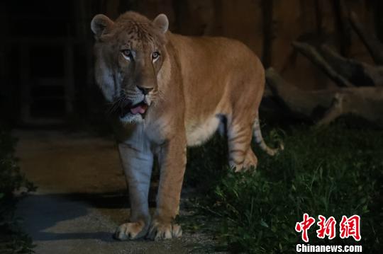 Shanghai: aberto ao público parque noturno de vida selvagem
