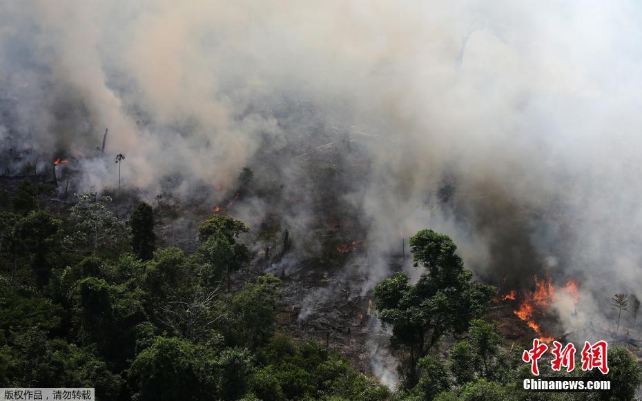 Onda de incêndios na Floresta Amazônica podem ser intencionais