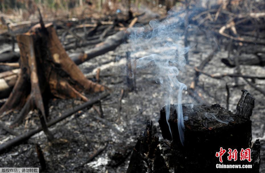 Onda de incêndios na Floresta Amazônica podem ser intencionais