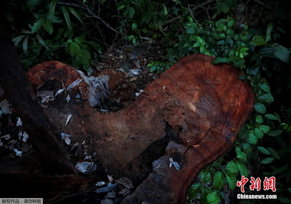 Polícia brasileira destrói máquinas usadas para desflorestação ilegal