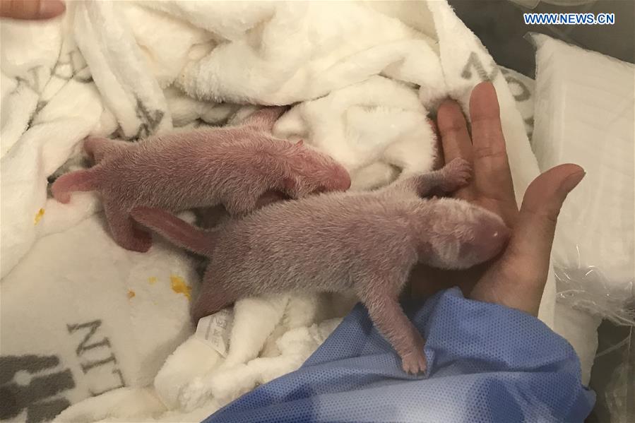 Primeiros gêmeos de panda nascem em zoológico alemão