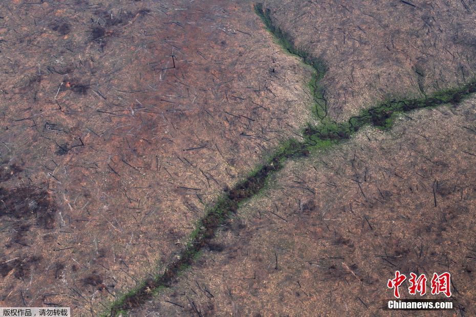 Fotos: Floresta amazônica após incêncio no estado do Pará