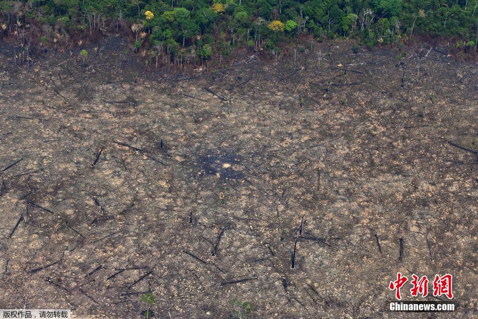 Fotos: Floresta amazônica após incêncio no estado do Pará