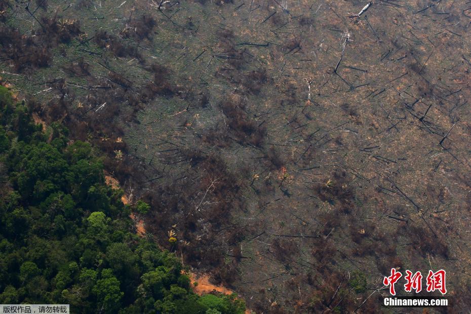 Fotos: Floresta amazônica após incêncio no estado do Pará